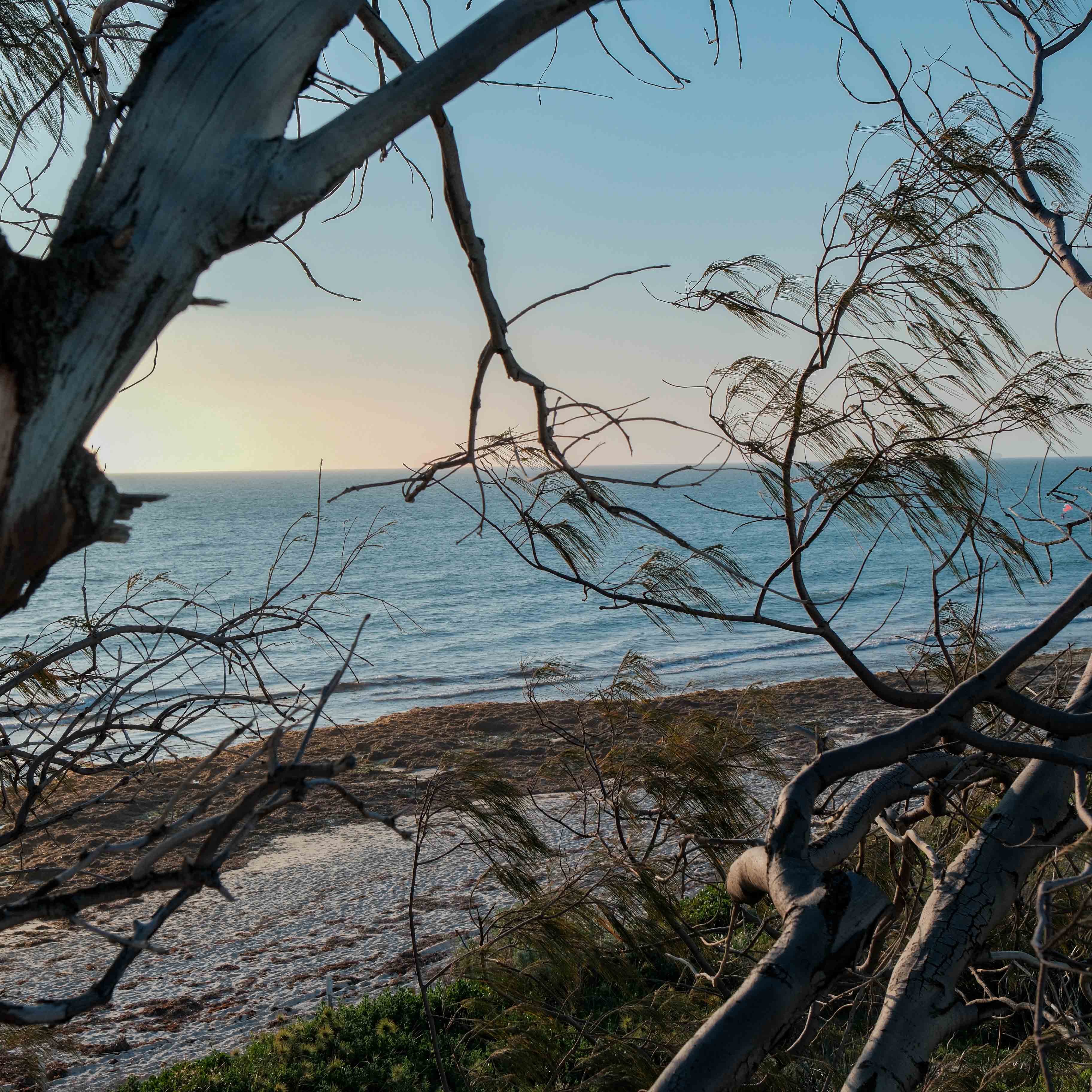 The coast framed by windswept branches