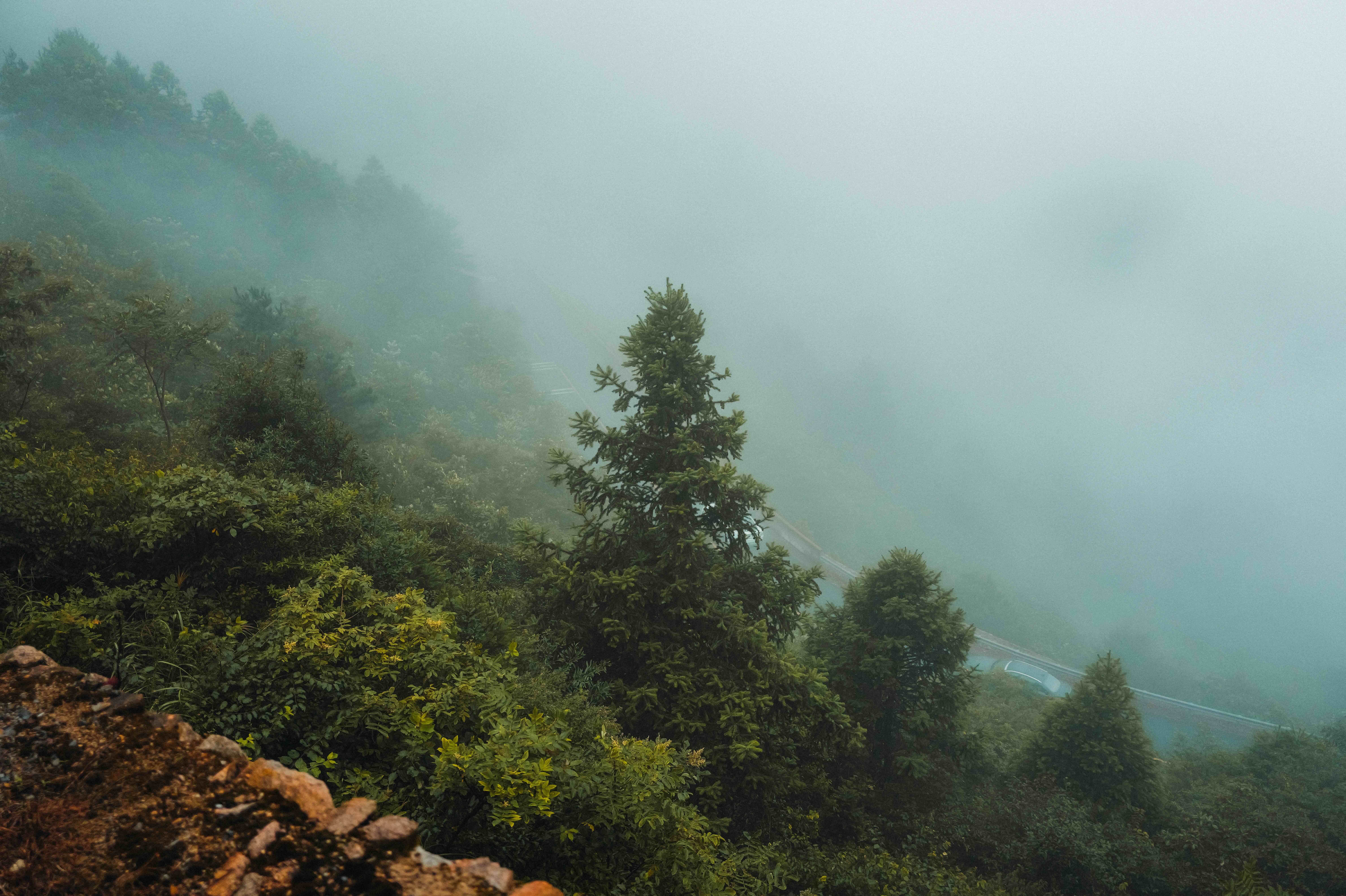 Fir trees on a fog-covered mountain