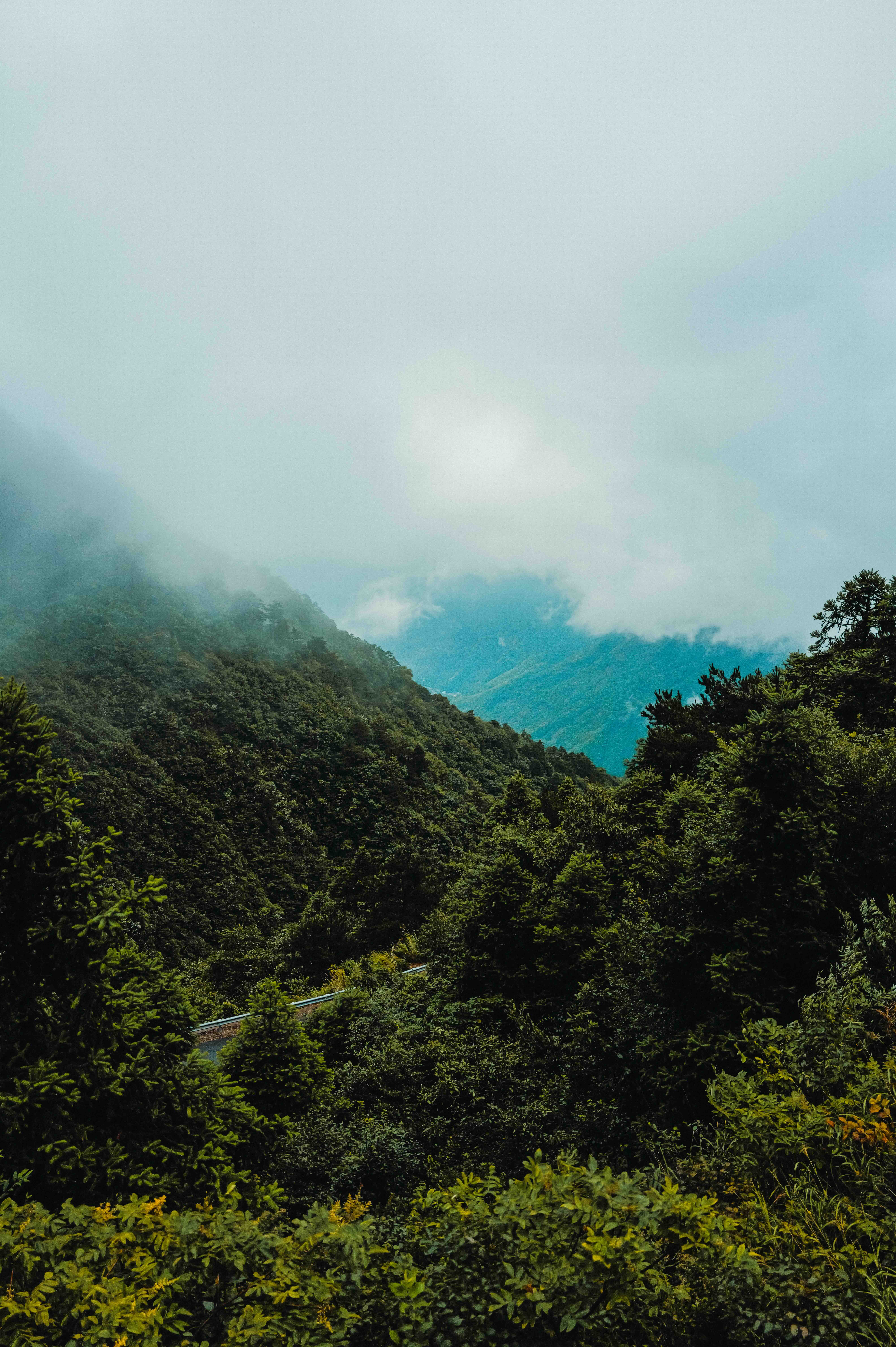 Green mountain forest emerging through cloud